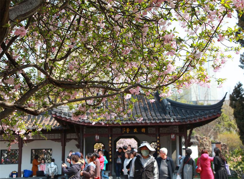 Turistas desfrutam da primavera em Nanjing