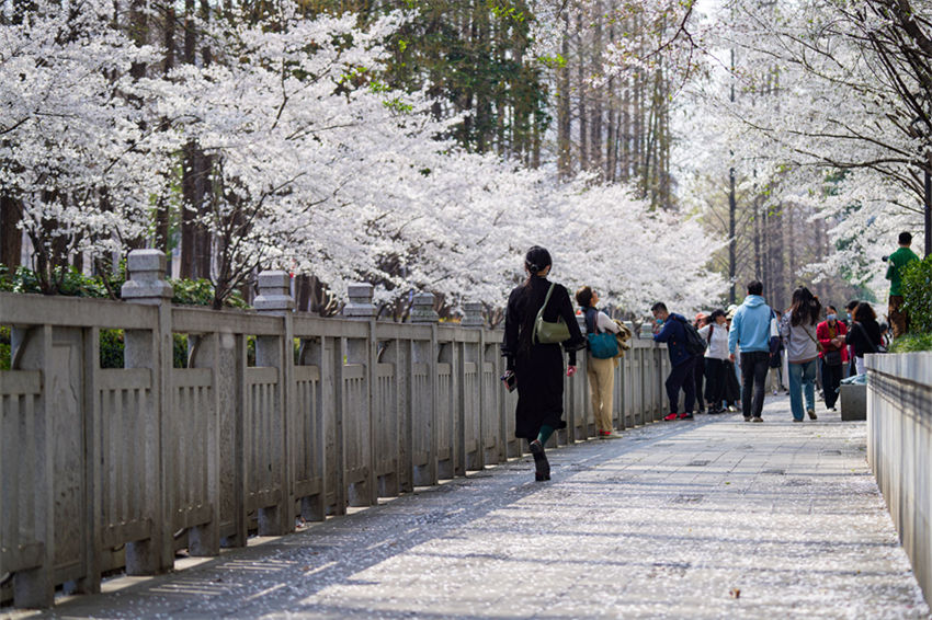Flores de cerejeira florescem no leste da China