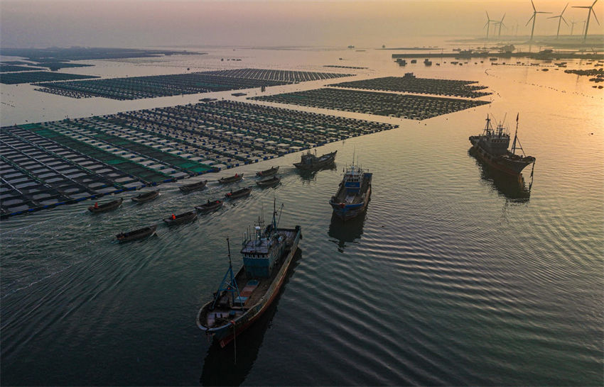 Energia eólica de Shandong impulsiona rápido desenvolvimento das pastagens marinhas