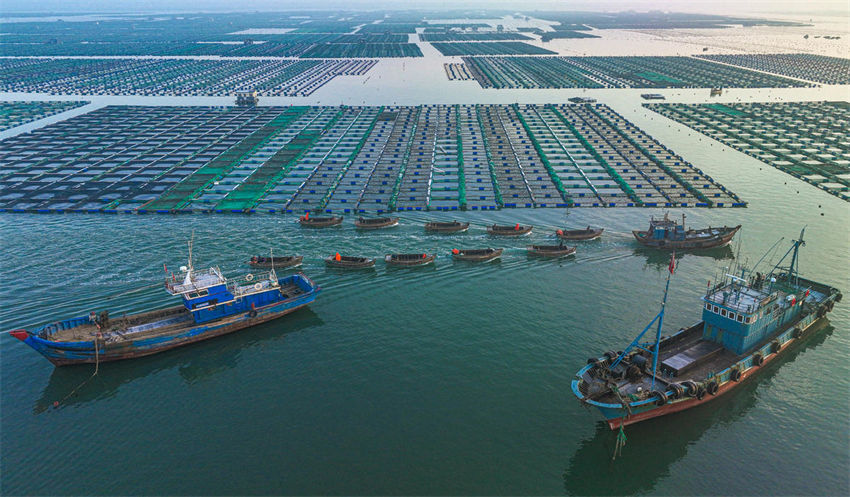 Energia eólica de Shandong impulsiona rápido desenvolvimento das pastagens marinhas