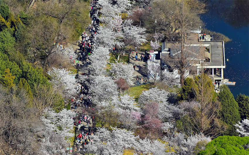 Flores de cerejeira florescem em Beijing