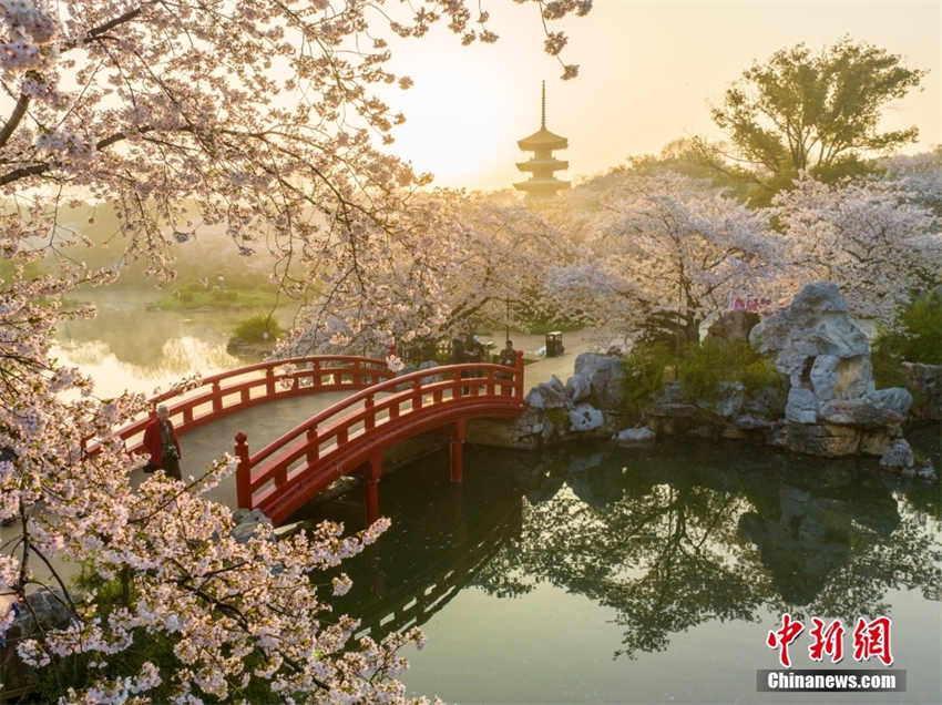 Galeria: parque de cerejeiras do Lago Leste de Wuhan