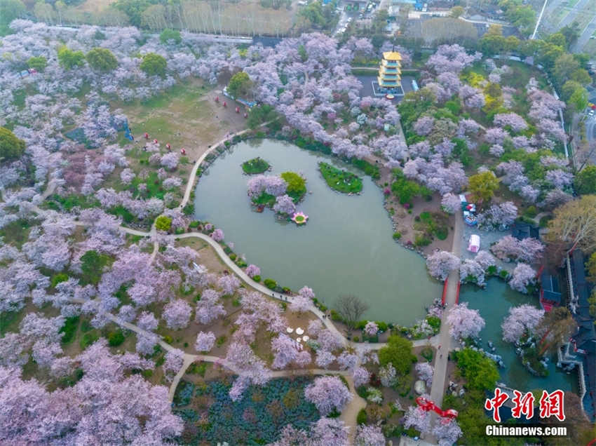 Galeria: parque de cerejeiras do Lago Leste de Wuhan
