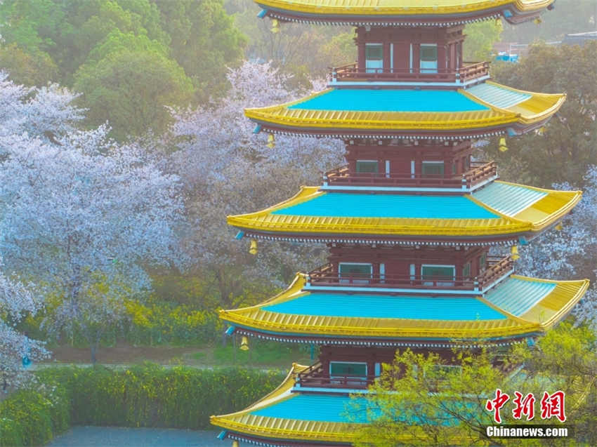 Galeria: parque de cerejeiras do Lago Leste de Wuhan