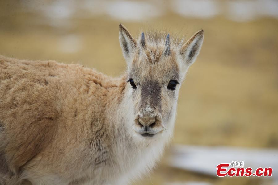 Antílopes tibetanos prosperam em reserva natural de Qinghai