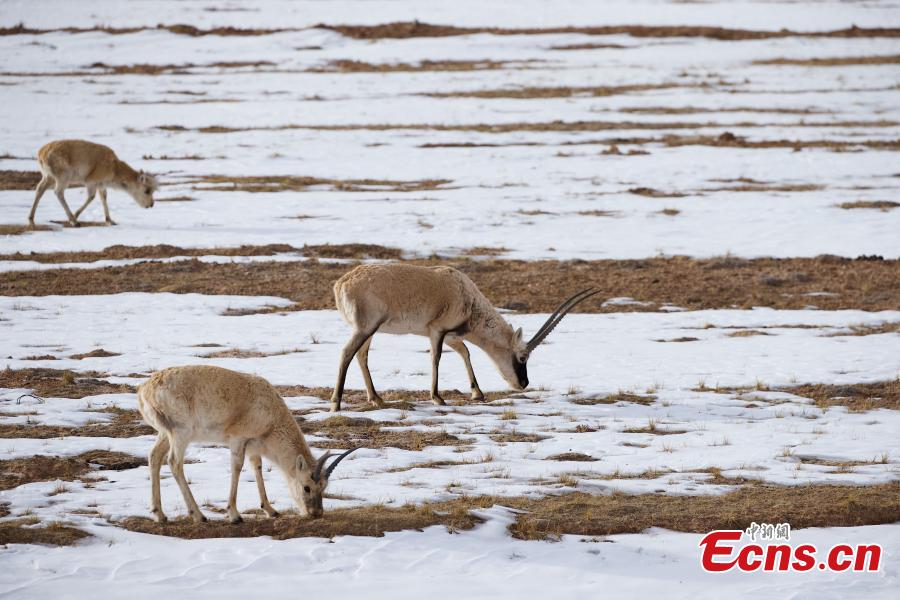 Antílopes tibetanos prosperam em reserva natural de Qinghai