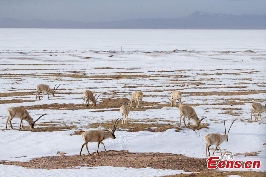 Antílopes tibetanos prosperam em reserva natural de Qinghai
