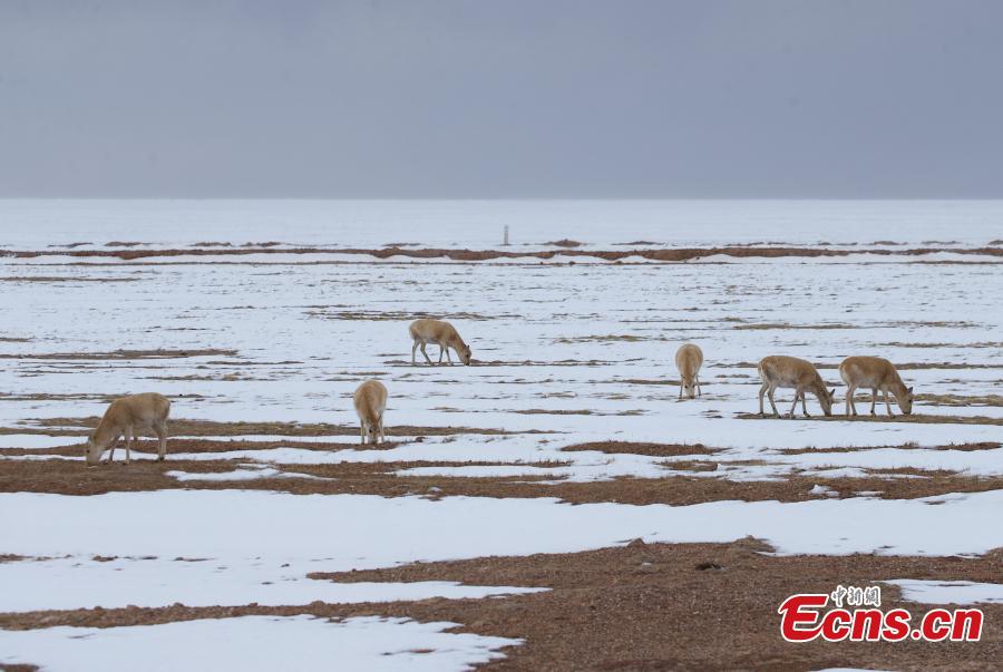 Antílopes tibetanos prosperam em reserva natural de Qinghai