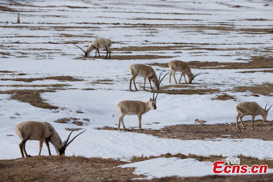 Antílopes tibetanos prosperam em reserva natural de Qinghai