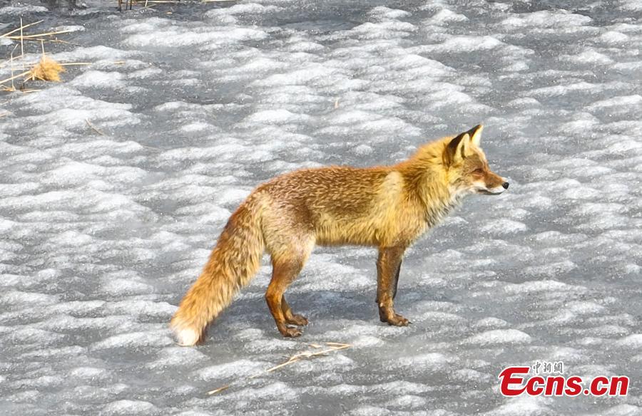 Galeria: raposa vermelha em Jilin