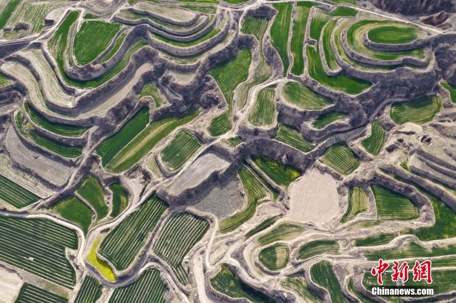 Shanxi: mudas de trigo verde revestem planalto Loess