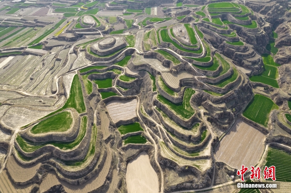 Shanxi: mudas de trigo verde revestem planalto Loess