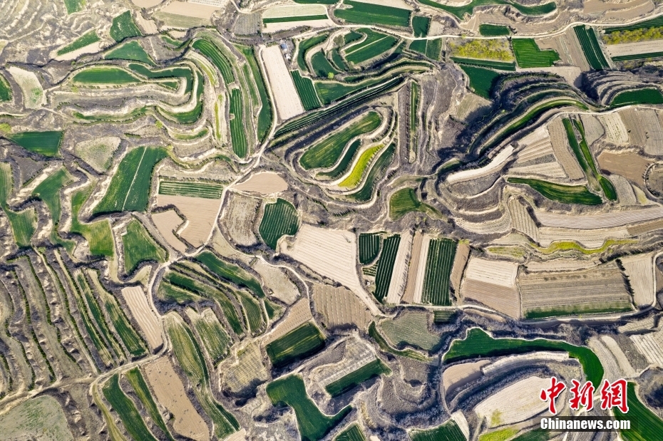 Shanxi: mudas de trigo verde revestem planalto Loess