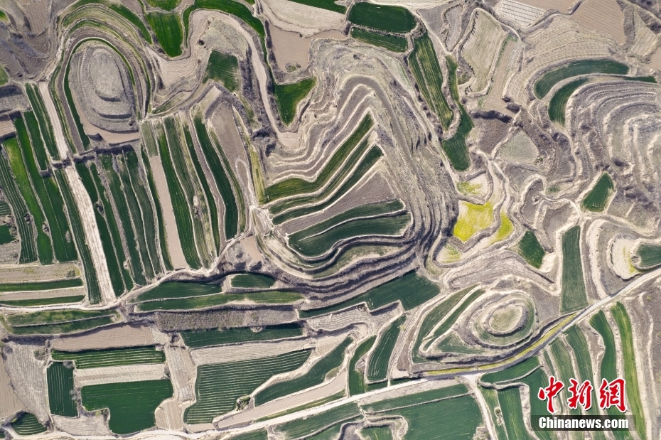 Shanxi: mudas de trigo verde revestem planalto Loess