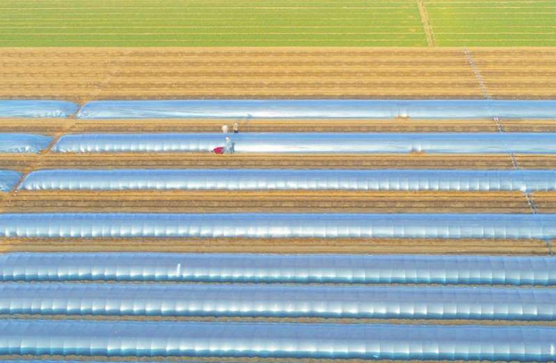 Galeria: planta??o de gengibre em Hebei