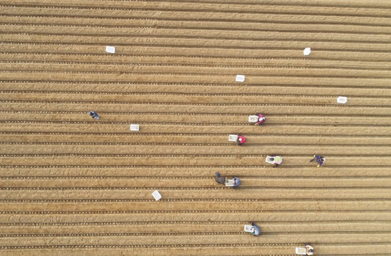 Galeria: planta??o de gengibre em Hebei