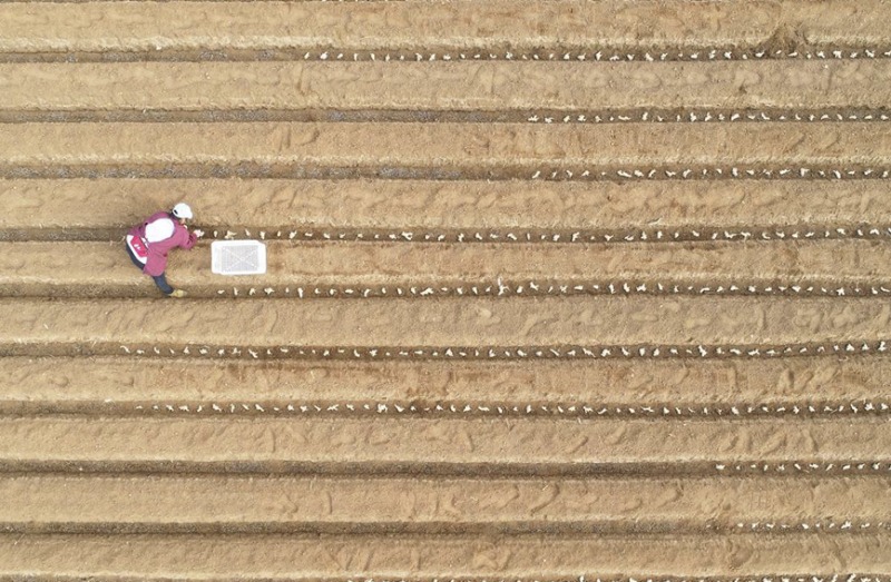 Galeria: planta??o de gengibre em Hebei