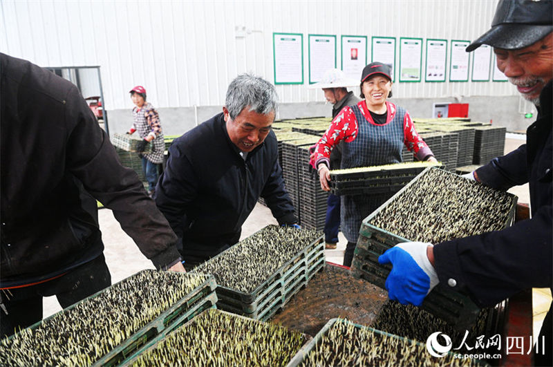 Aplica??o de novas tecnologicas agrícolas possibilita aumento de produ??o em Sichuan