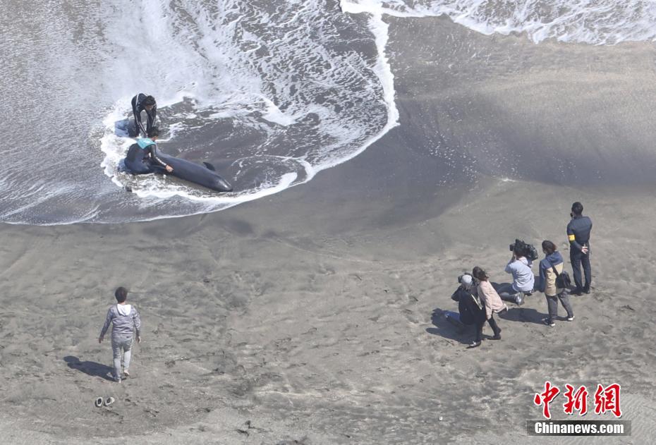 Jap?o: mais de 30 golfinhos ficam retidos numa praia na prefeitura de Chiba
