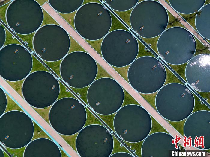 Galeria: base de cria??o de esturj?o em Sichuan produz anualmente 50 toneladas de caviar