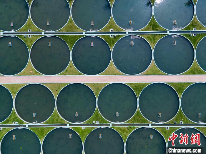 Galeria: base de cria??o de esturj?o em Sichuan produz anualmente 50 toneladas de caviar