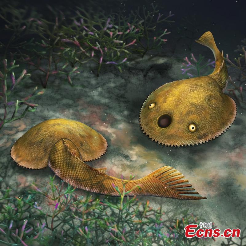 Fósseis de galáspides de 410 milh?es de anos revelam qu?o rápido os primeiros peixes podiam nadar