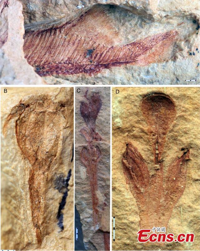 Fósseis de galáspides de 410 milh?es de anos revelam qu?o rápido os primeiros peixes podiam nadar