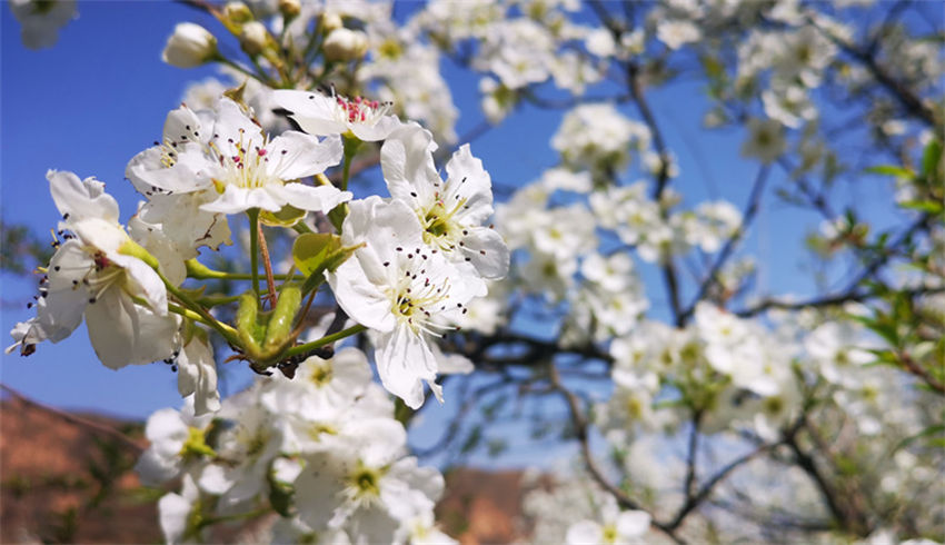 Galeria: flores de pêra florescem em Shaanxi
