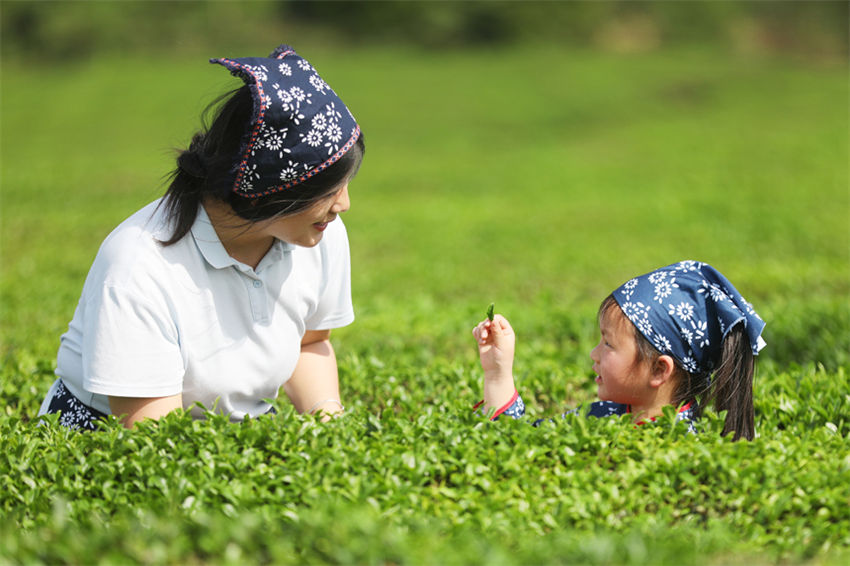 Jardim de chá promove revitaliza??o rural no leste da China