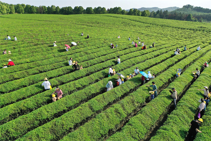 Jardim de chá promove revitaliza??o rural no leste da China