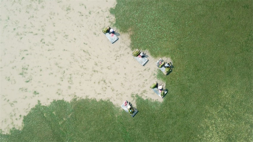 Lago Datong no centro da China atravessa regenera??o ecológica