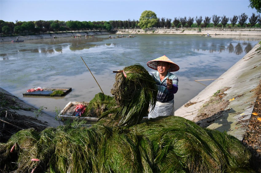 Lago Datong no centro da China atravessa regenera??o ecológica