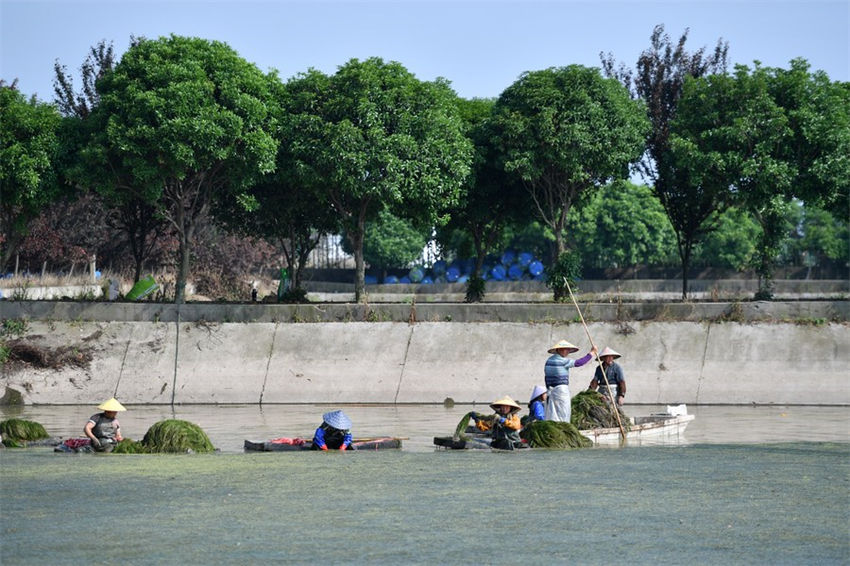 Lago Datong no centro da China atravessa regenera??o ecológica