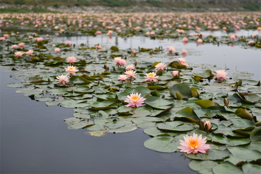 Lago Datong no centro da China atravessa regenera??o ecológica