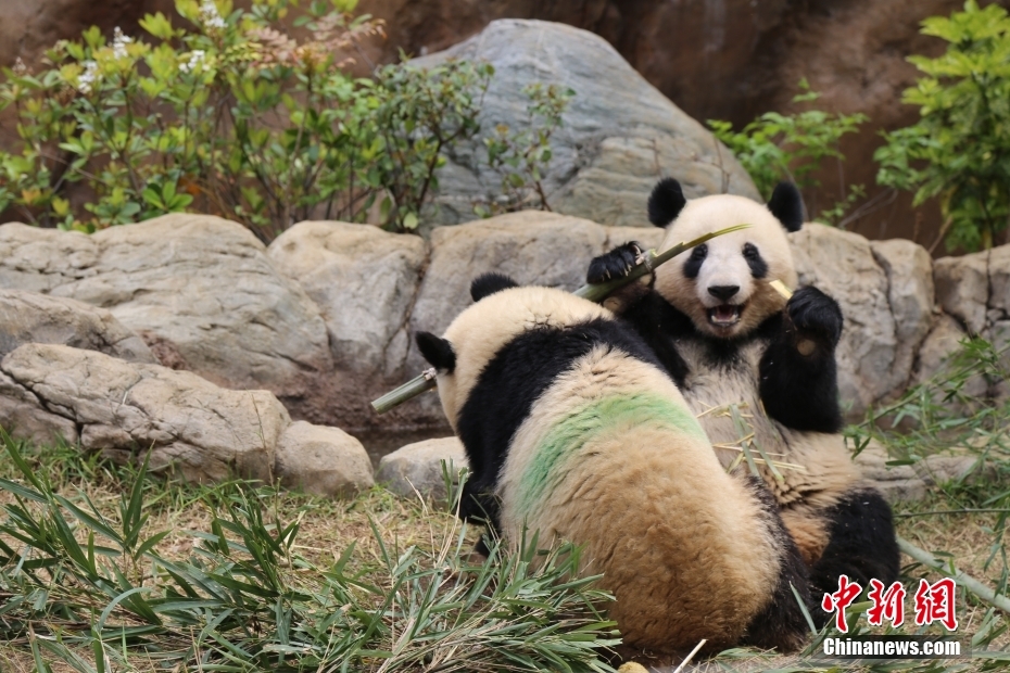 Jap?o: pandas gigantes do Jardim Zoológico de Ueno atraem visitantes
