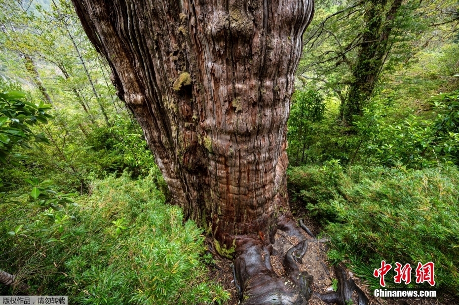 árvore mais antiga do mundo é encontrada no Chile