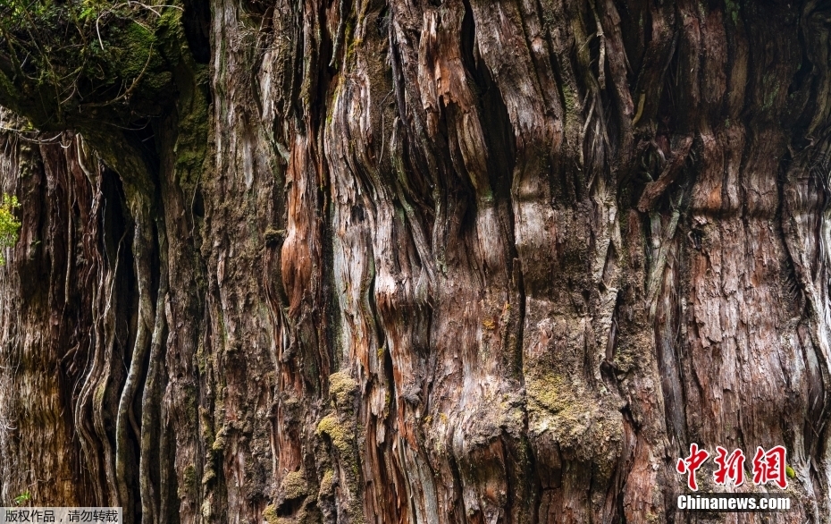 árvore mais antiga do mundo é encontrada no Chile