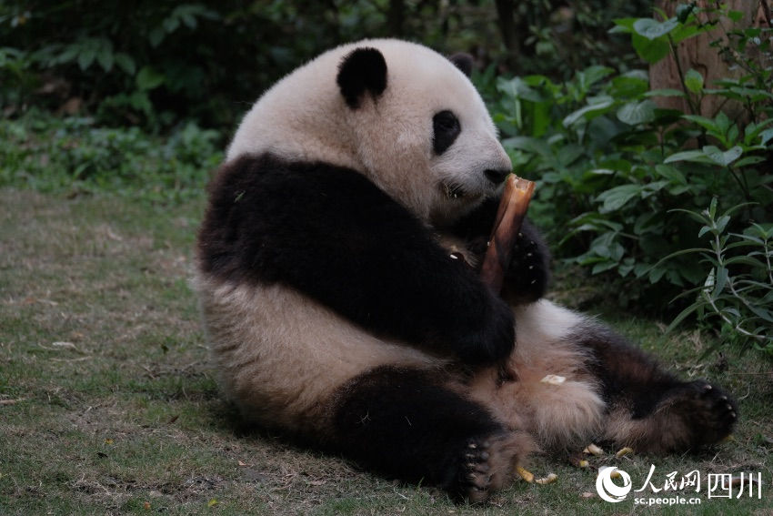 China: excurs?es temáticas sobre pandas tornam-se popular no feriado de Primeiro de Maio