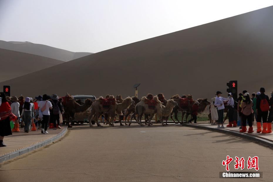 Engarrafamentos nas passagens de camelos s?o registrados no noroeste da China