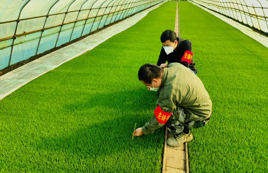 Província de Heilongjiang implementa maquinaria agrícola aut?noma com recurso a navega??o por satélite