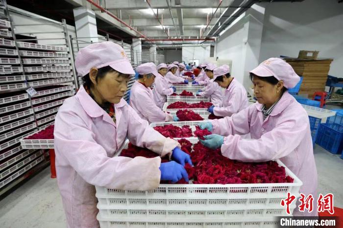 Economia da floricultura promove revitaliza??o rural no leste da China