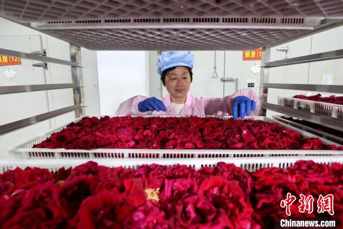 Economia da floricultura promove revitaliza??o rural no leste da China