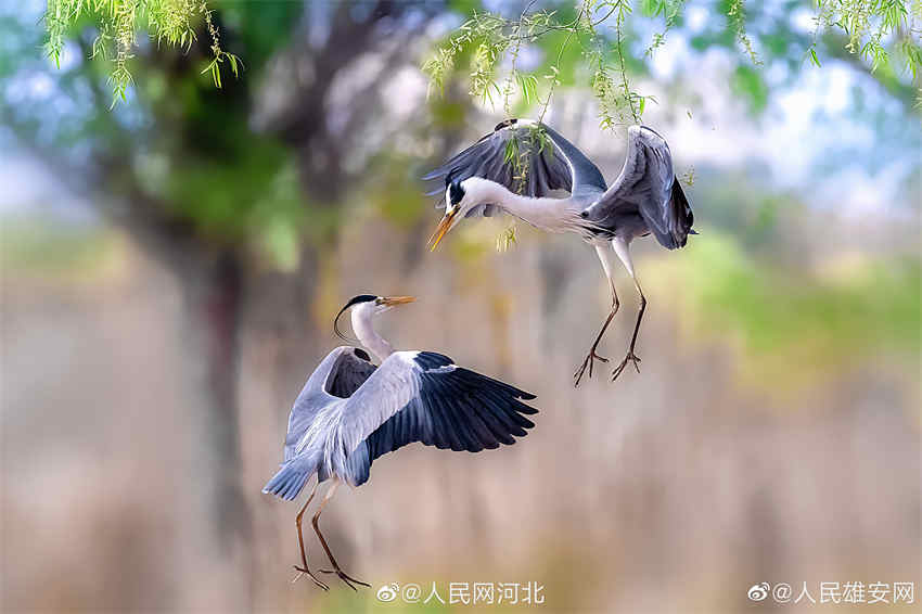 China Post lan?ará selos comemorativos do 50o aniversário das rela??es diplomáticas entre a China e a Espanha