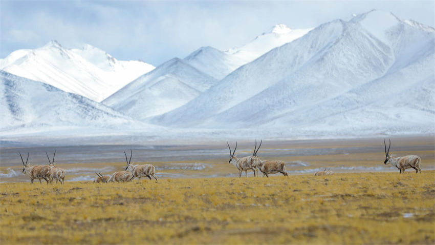 Tibete, um lugar harmonioso para a vida selvagem