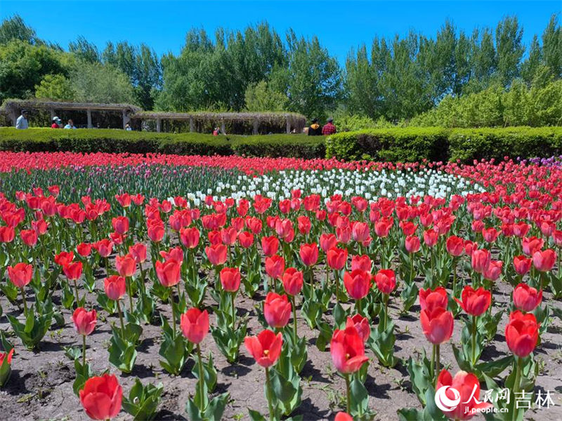 Mais de 4 milh?es de tulipas florescem no nordeste da China