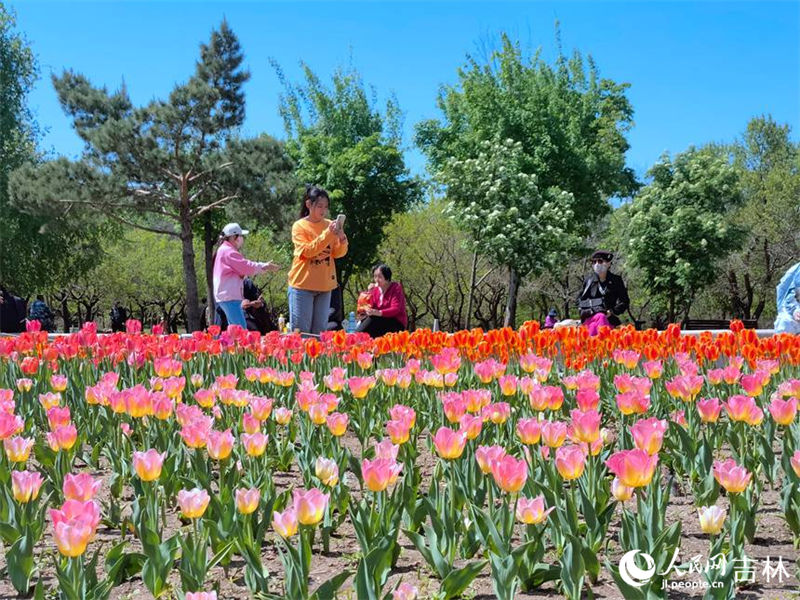 Mais de 4 milh?es de tulipas florescem no nordeste da China