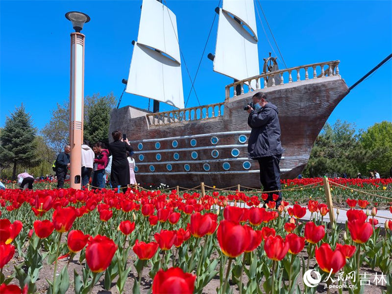 Mais de 4 milh?es de tulipas florescem no nordeste da China
