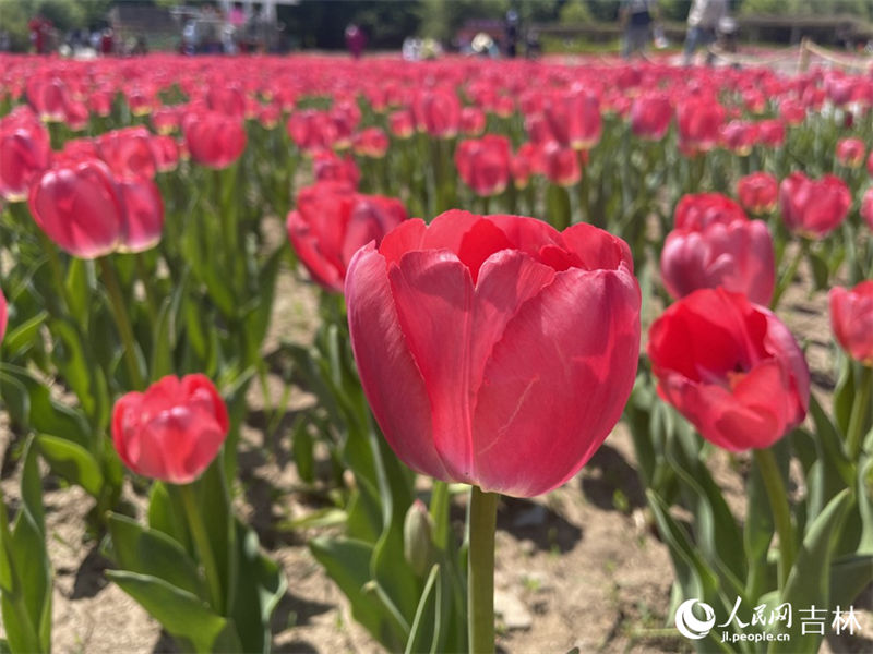Mais de 4 milh?es de tulipas florescem no nordeste da China