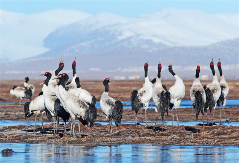 Espécies protegidas de fauna e flora na província de Qinghai registram recupera??o gradual
