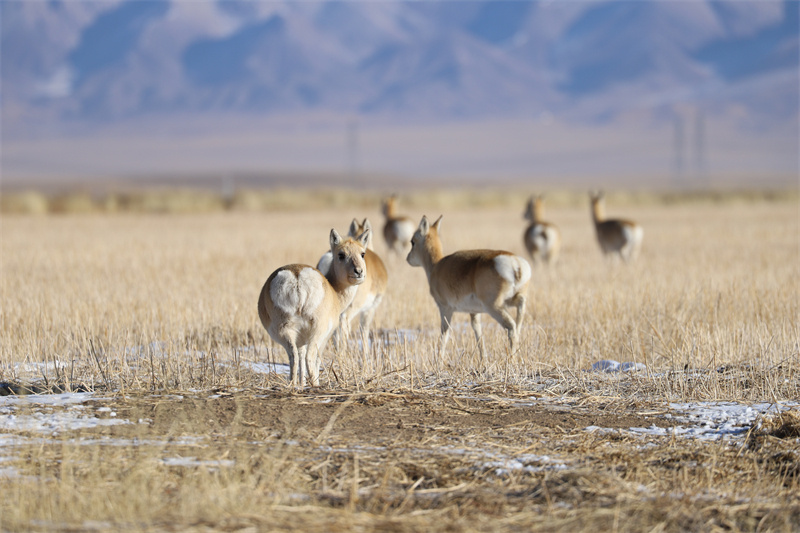 Espécies protegidas de fauna e flora na província de Qinghai registram recupera??o gradual